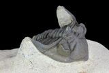 Detailed, Metacanthina Trilobite - Lghaft, Morocco #75482-2